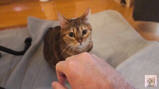 Pussy gets excited and attacks you .... It hurts, but it's fun ... . - 9 image