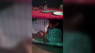 Public Japanese slut locked up in cage my pet - 2 image