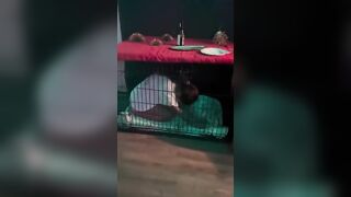 Public Japanese slut locked up in cage my pet - 3 image