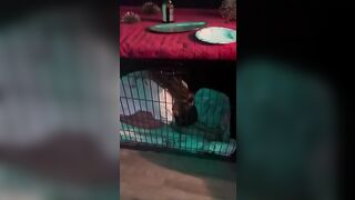 Public Japanese slut locked up in cage my pet - 4 image