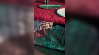 Public Japanese slut locked up in cage my pet - 5 image